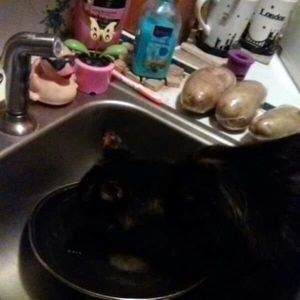 Meet your Posher, Todd